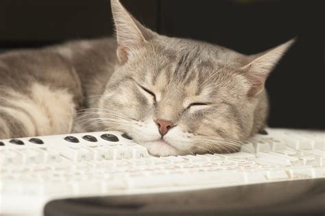 応用情報技術者 勉強時間: なぜ猫はキーボードの上で寝るのか？